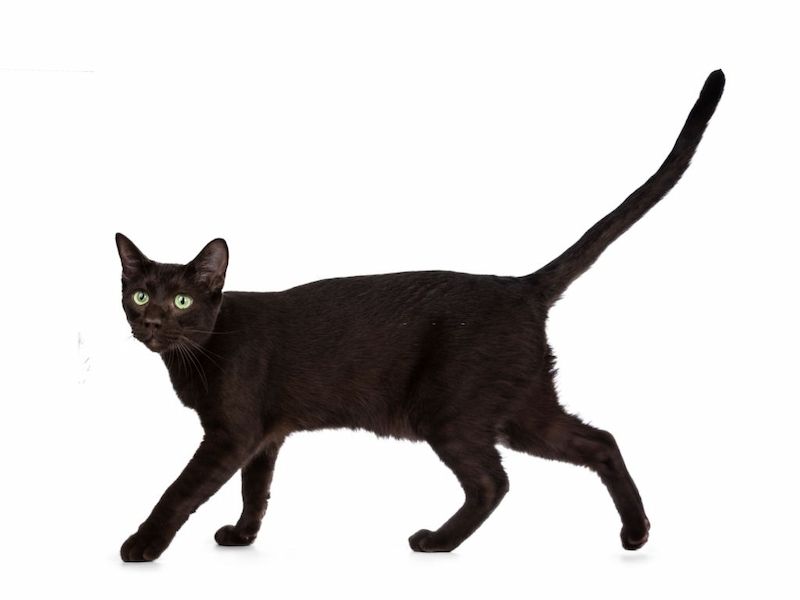 Ciri-ciri Kucing Havana Brown