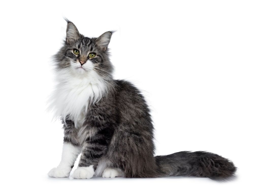 Kucing Hutan Norwegia
