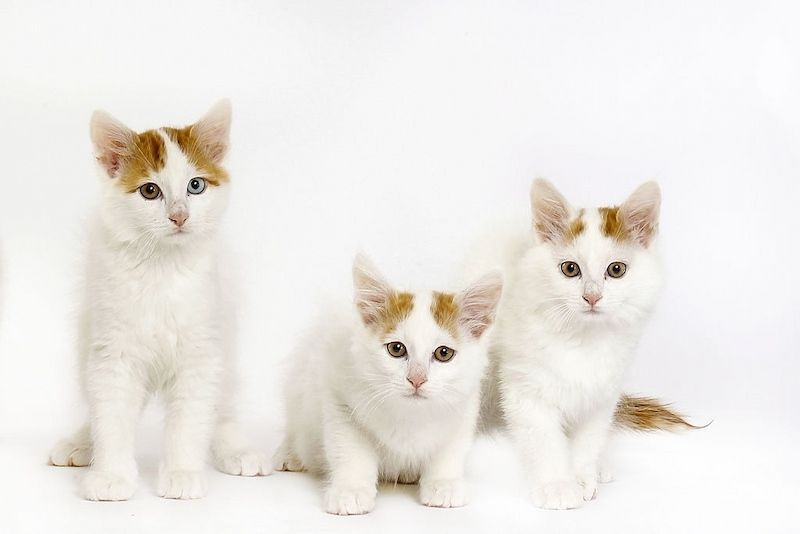 Ciri-ciri Kucing Turkish Van