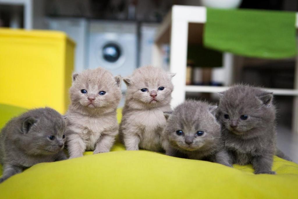Harga Kucing Chartreux