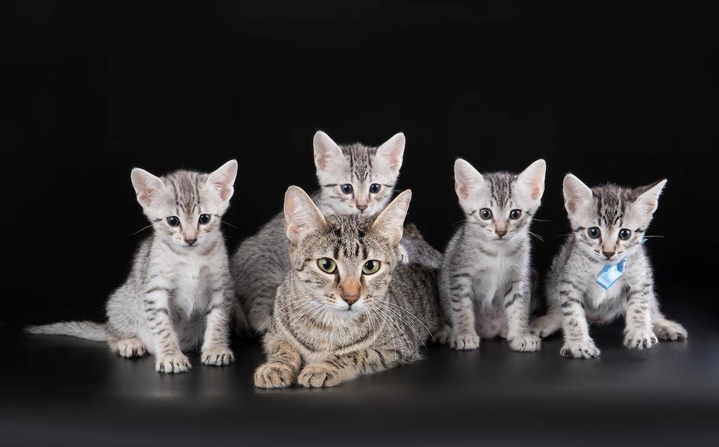 Harga Kucing Egyptian Mau