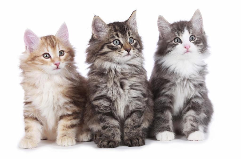 Harga Kucing Hutan Norwegia