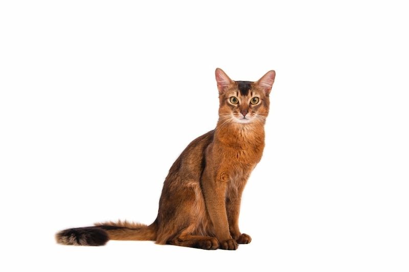 Kucing Abyssinian