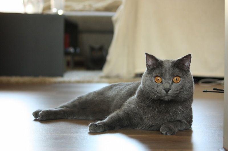 Kucing Chartreux