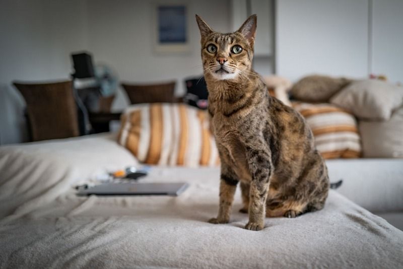 Kucing Savannah
