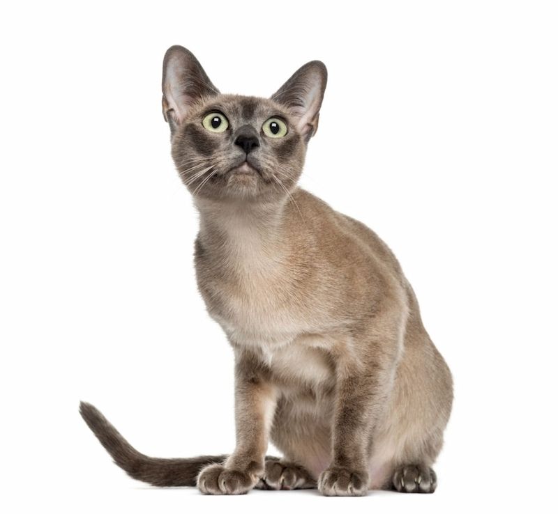 Kucing Tonkin