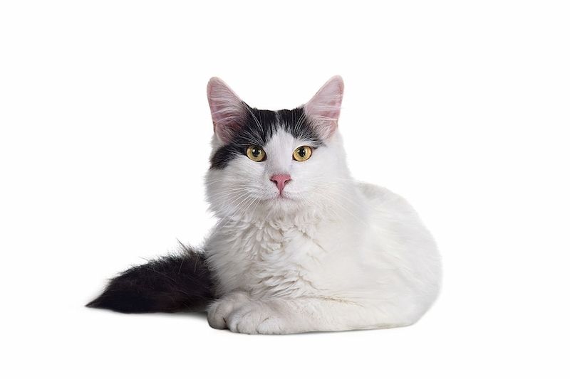 Kucing Turkish Van: Harga, Karakteristik dan Perawatan » KucingMania