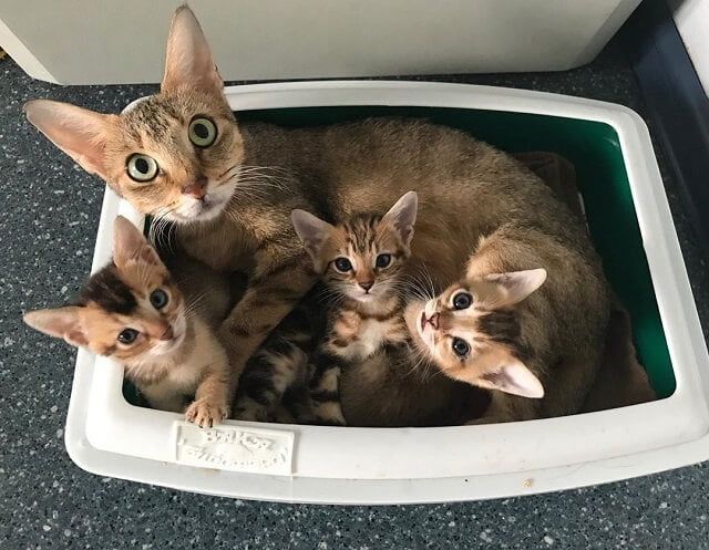 Kucing Chausie