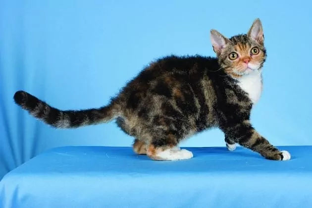 Kucing American Wirehair