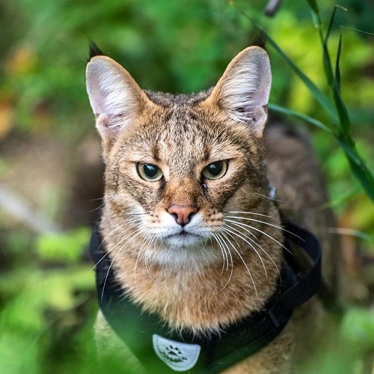 Kucing Chausie