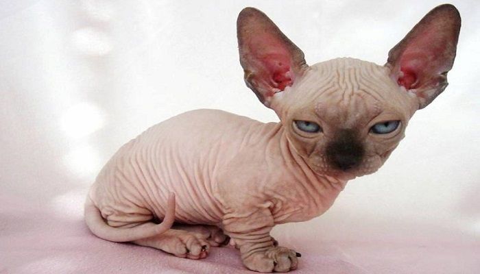 Kucing Minskin