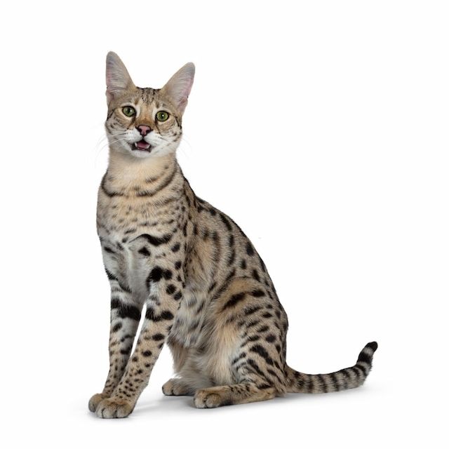 Kucing Savannah F1