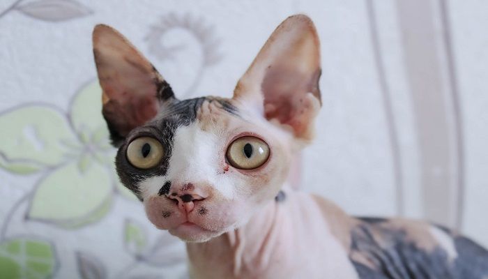 Kucing Sphynx
