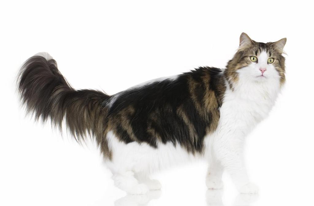 Panduan Merawat Kucing Hutan Norwegia