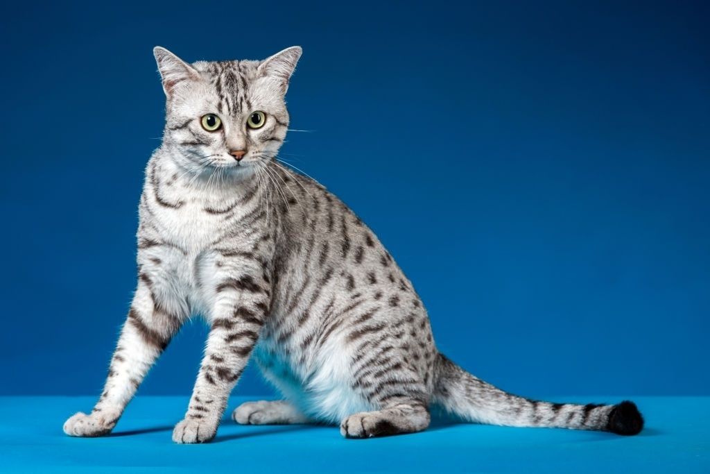 Kucing Egyptian Mau