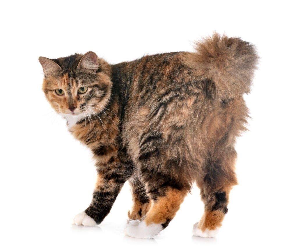 Kucing Ekor Bundel Kurilia