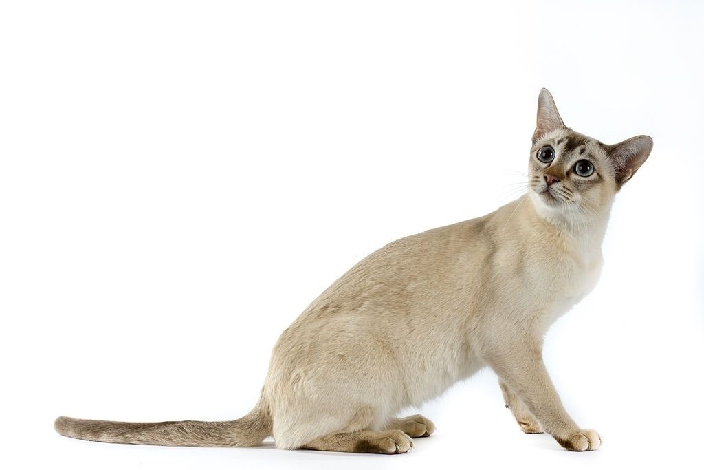 Kucing Tonkin