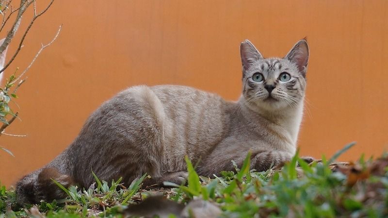 Kucing Mixdom
