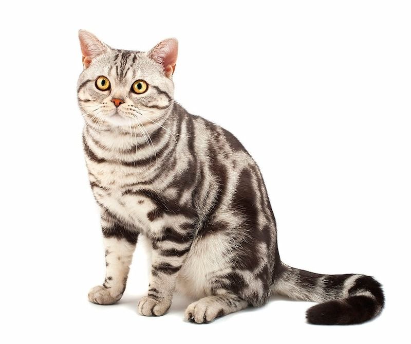 Kucing American Shorthair