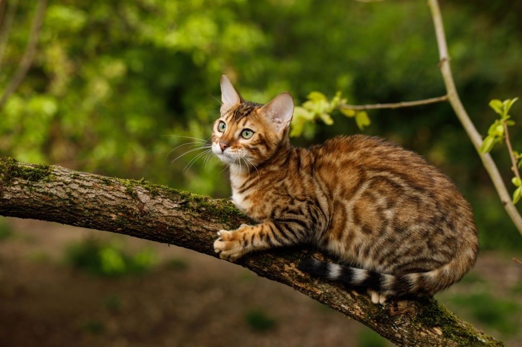 Kucing Bengal: Harga, Karakteristik dan Perawatan » KucingMania