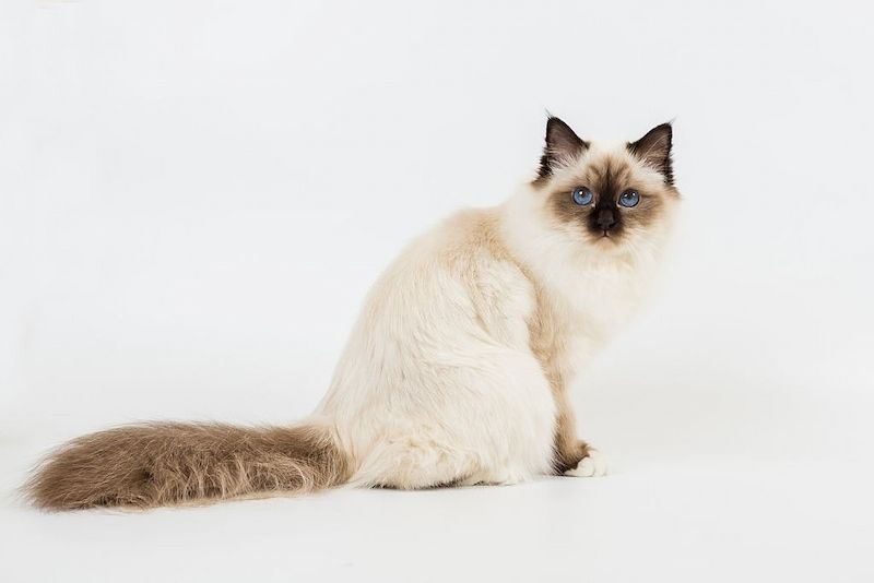 Kucing Birman