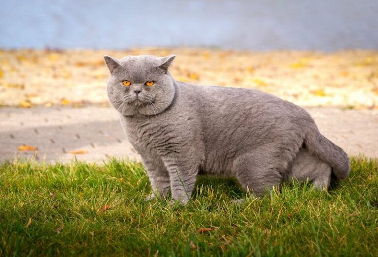 Kucing British Shorthair: Harga, Karakteristik dan Perawatan » KucingMania