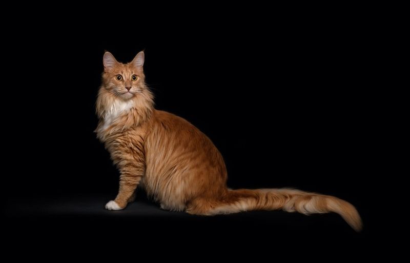 Kucing Maine Coon
