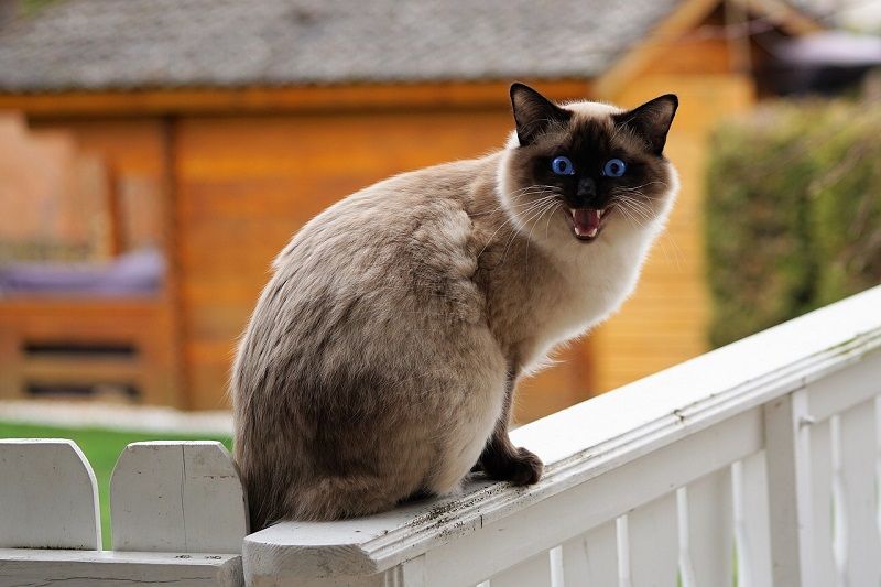 Kucing Siam