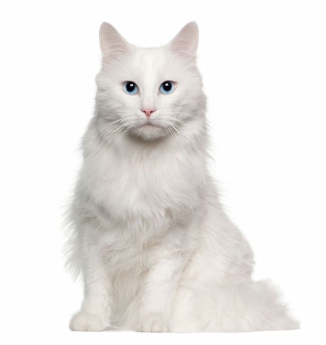 Kucing Turkish Angora: Harga, Karakteristik dan Perawatan » KucingMania