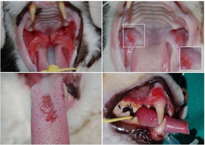 Calicivirus Pada Kucing