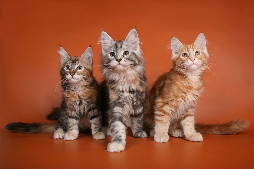 Kucing Maine Coon: Harga, Karakteristik dan Perawatan » KucingMania