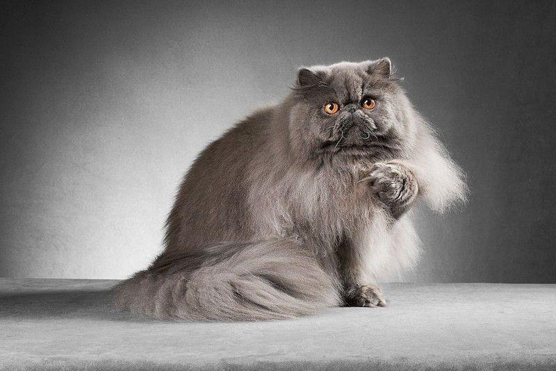 Kucing Persia