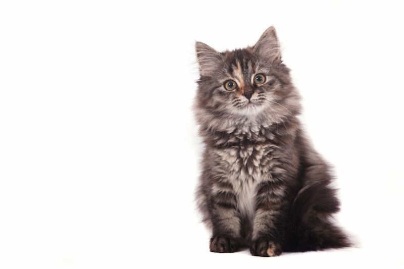 Kucing Siberian