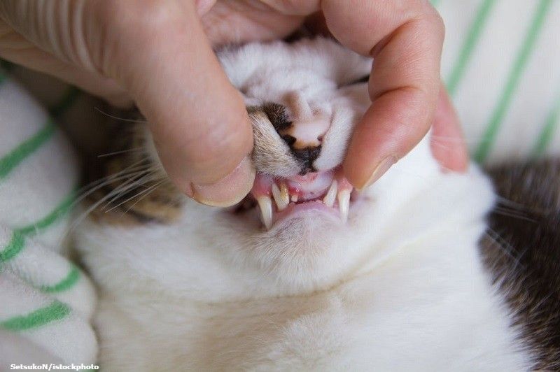 Penyakit Periodontal Pada Kucing