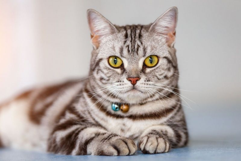 Kucing American Shorthair: Harga, Karakteristik dan Perawatan Kucing American Shorthair