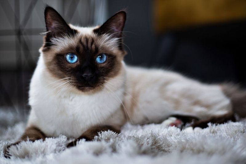 Kucing Birman