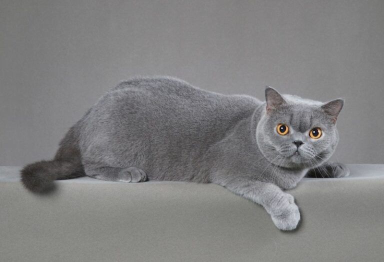 Kucing British Shorthair: Harga, Karakteristik dan Perawatan » KucingMania