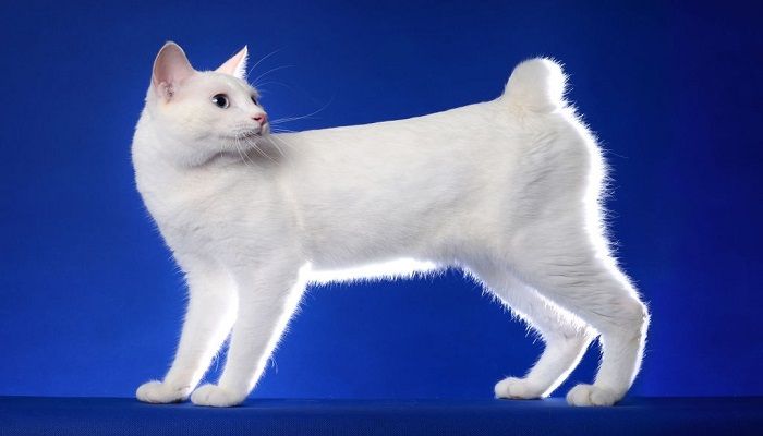 Kucing Japanese Bobtail