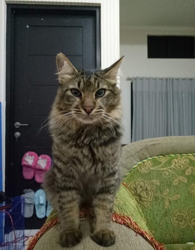 Kucing Mixdom