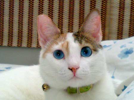 Kucing Ojos Azules