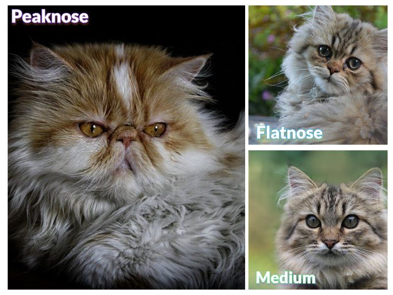 Kucing Persia