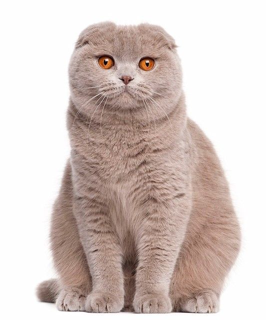 Kucing Scottish Fold