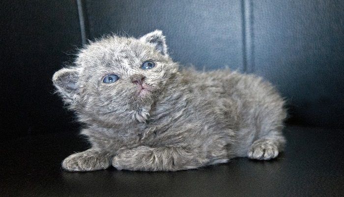 Kucing Selkirk Rex: Harga, Karakteristik dan Perawatan » KucingMania