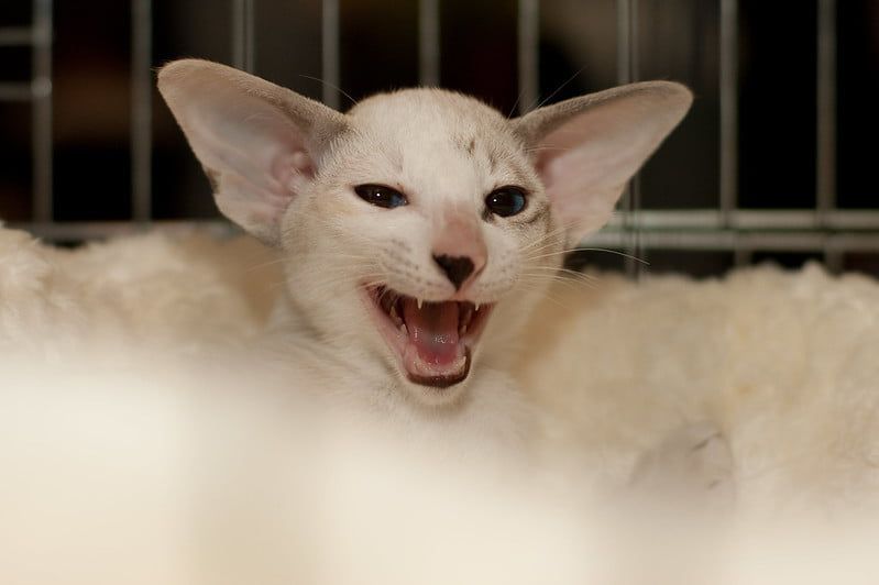 Kucing Seychellois