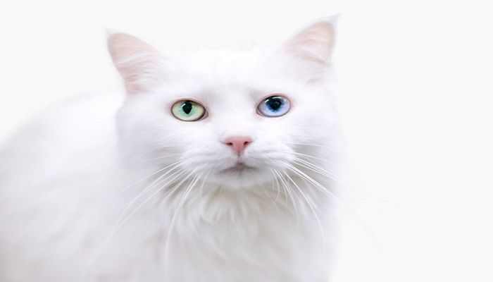 Kucing Turkish Angora: Harga, Karakteristik dan Perawatan 