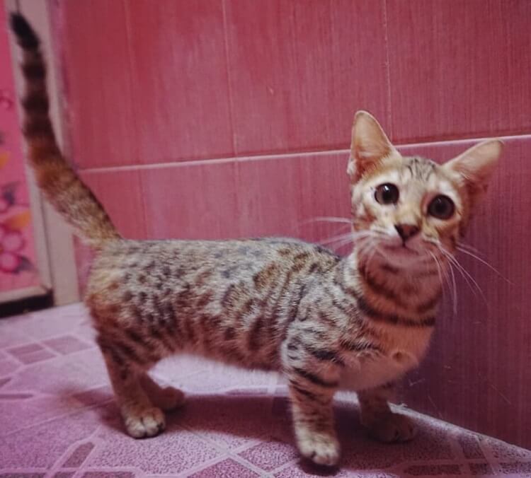 Kucing Genetta