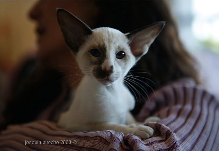 Kucing Seychellois