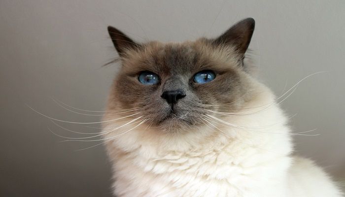 Kucing Birman