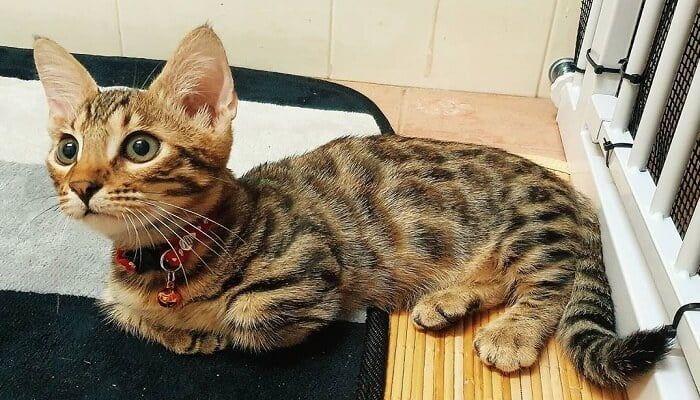 Kucing Genetta