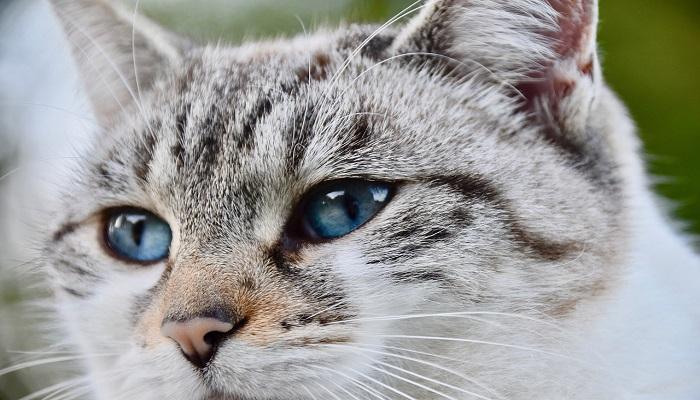 Kucing Ojos Azules
